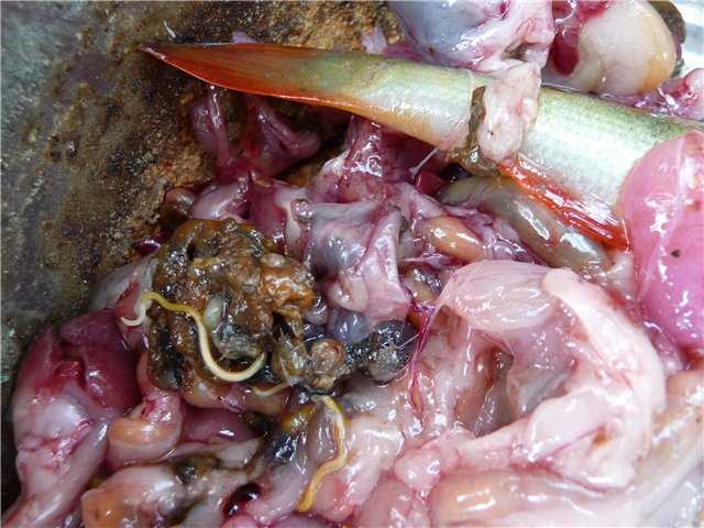 Виды червей, обнаруживаемых в рыбе