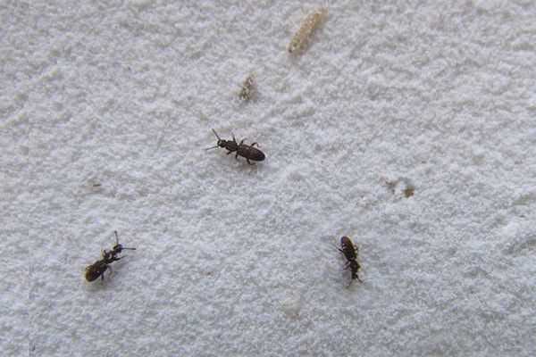 Мельничные жуки - вредители зерна