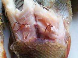 Вредные паразиты при обработке лосося