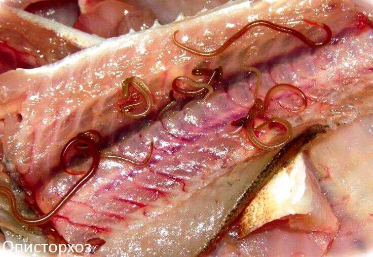 Как правильно обработать лосось, чтобы избежать паразитов