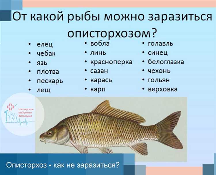 Описторхоз: Где обитает паразит в рыбном мире?