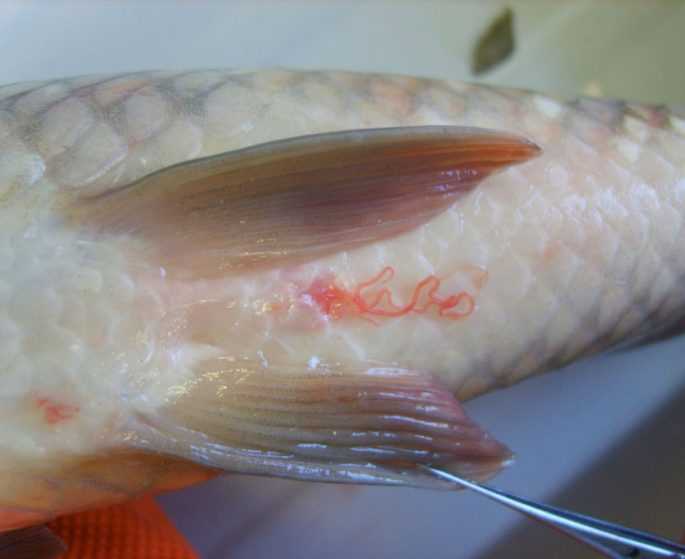 Как называется болезнь когда черви в рыбе?