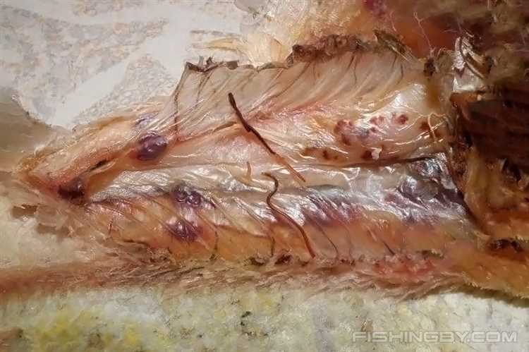 Симптомы и последствия поражения рыбы черными червями