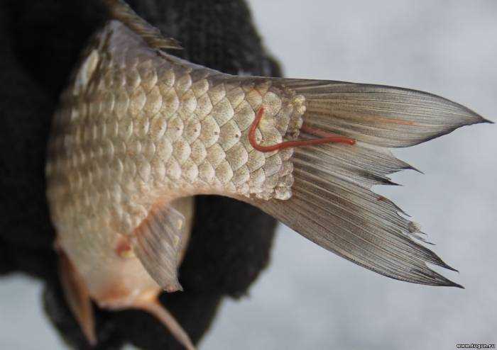 Хищные глисты, прилепляющиеся к языку рыбы