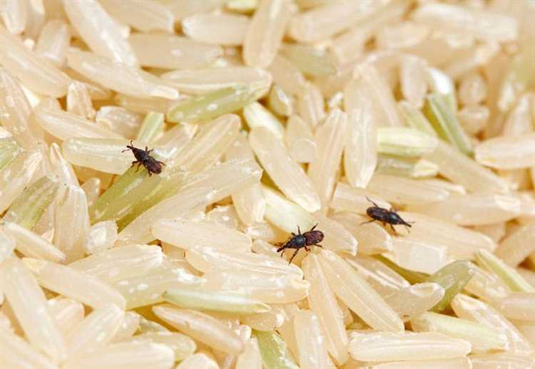 Почему необходима сортировка риса?
