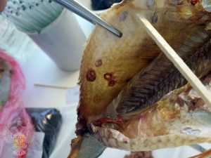 Вредные черви в рыбе: опасность и причины появления