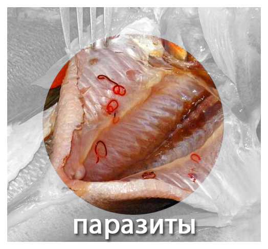 Паразиты в рыбе – опасность для здоровья