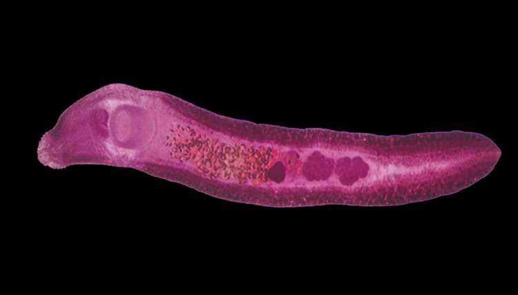 Какие черви относятся к гельминтам?