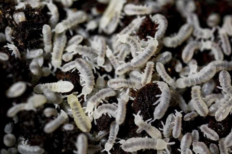Биологические особенности белых червей