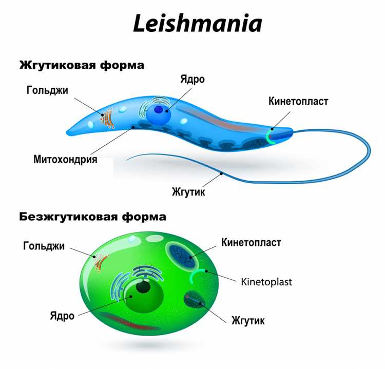 Защита от лейшманиоза