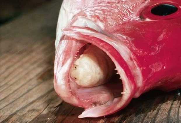 Как определить зараженность рыбы гельминтами?