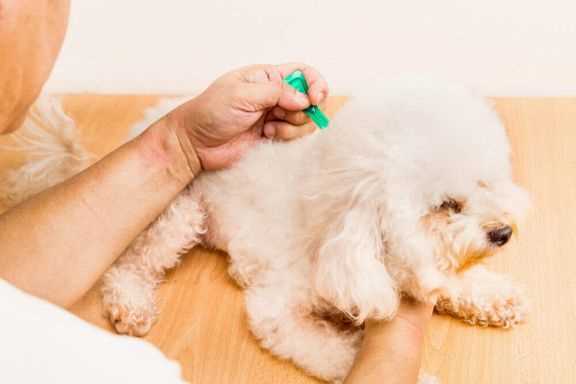 Собаки и глисты: реальная опасность и как ее предотвратить