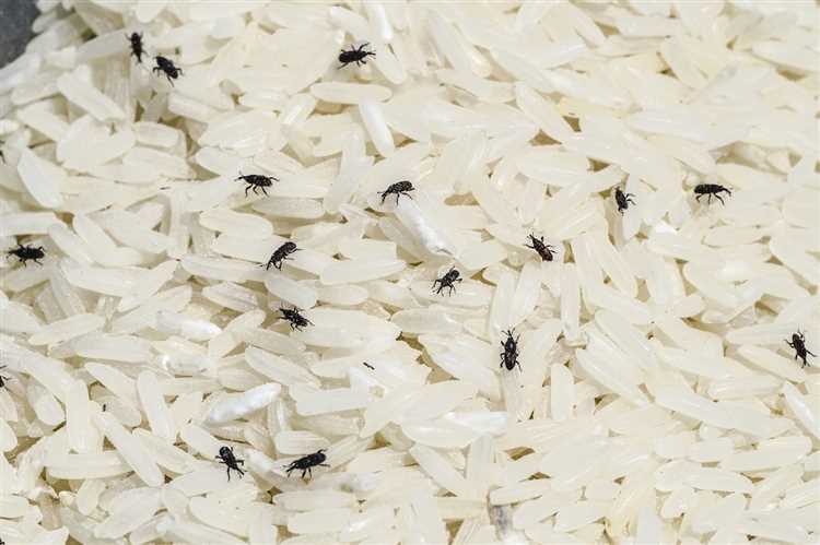 Рис с личинками: возможные последствия