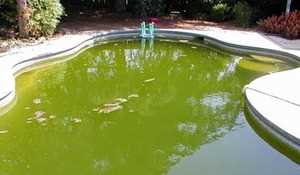 Опасность для здоровья: как цветущая вода влияет на организм?