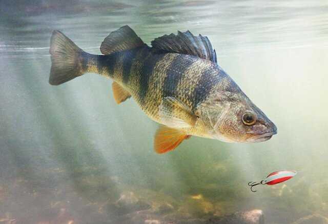 Избегайте активной рыбалки на территориях, где обитает окунь