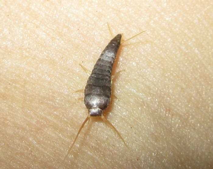 Возникновение белых червей: причины и способы борьбы с паразитами