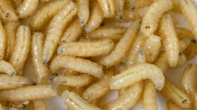 Проблема с белыми червями: как и почему они появляются?