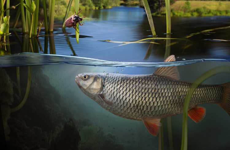 Почему рыба в озере заражена паразитами?
