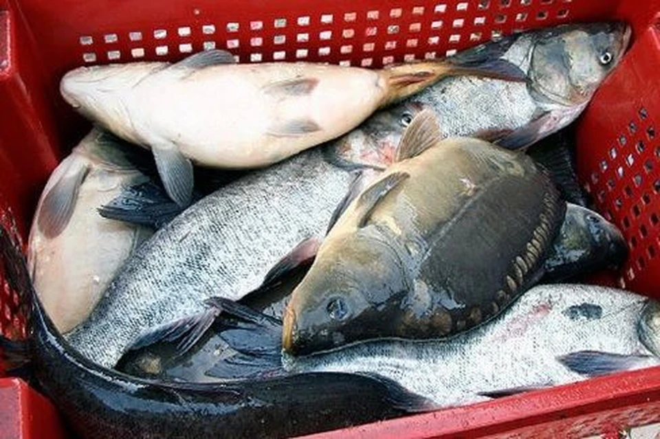 Особенности хищных рыб и их влияние на заболеваемость описторхозом