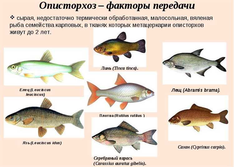 Факторы, уменьшающие вероятность заражения описторхозом у хищных рыб