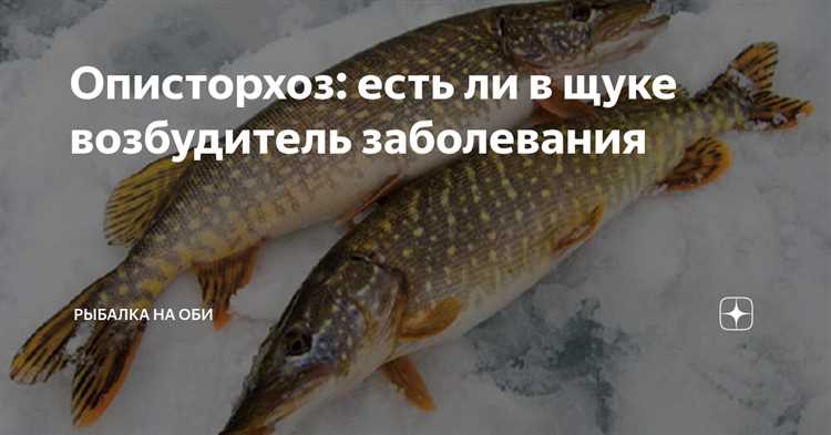 Почему хищная рыба не болеет описторхозом?