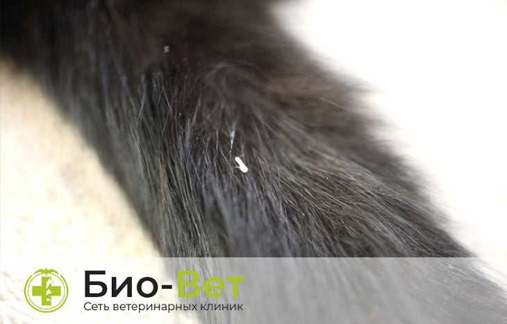 Глисты у человека: признаки заражения от кошки и возможные симптомы