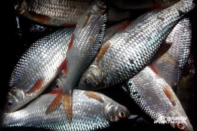 В какой рыбе чаще всего описторхоз?